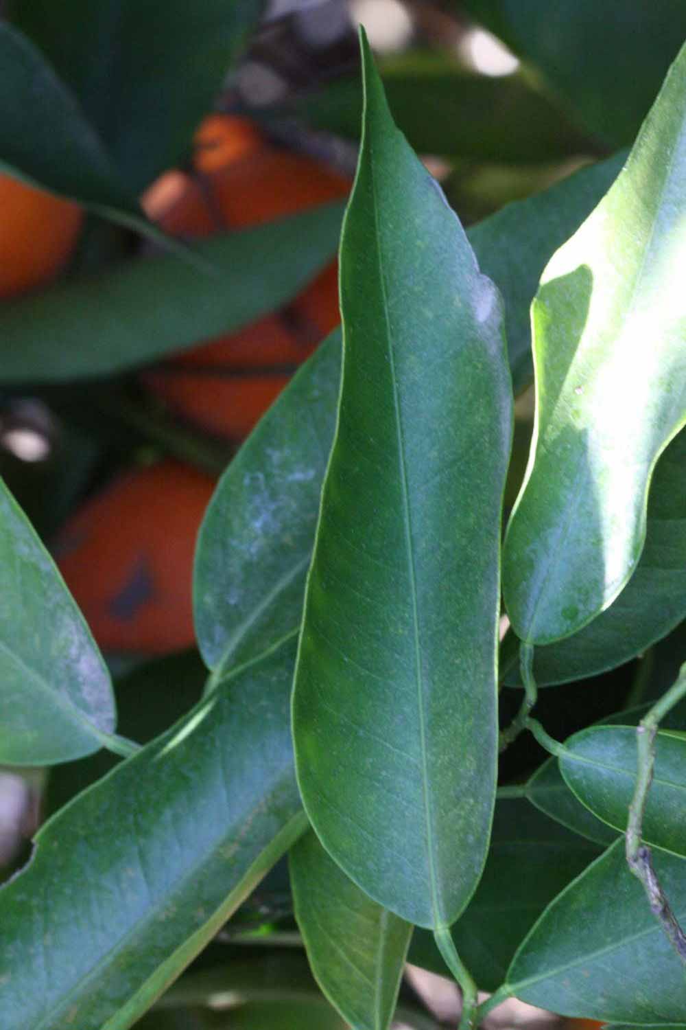             Shade leaves (SRA 92, Riverside, CA)       